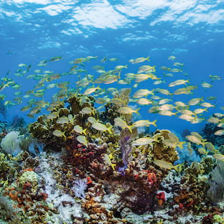 Plongée sous-marine dans la péninsule du Yucatán, au Mexique